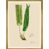 MINDTHEGAP | FERNS Framed Art