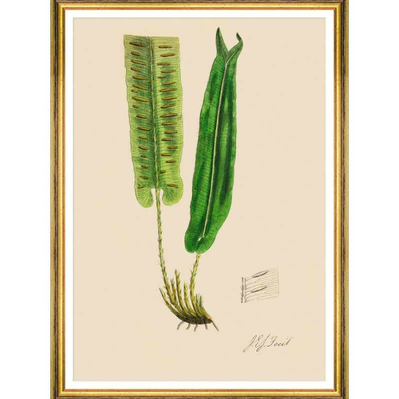 MINDTHEGAP | FERNS Framed Art