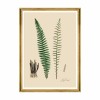 MINDTHEGAP | FERNS Framed Art