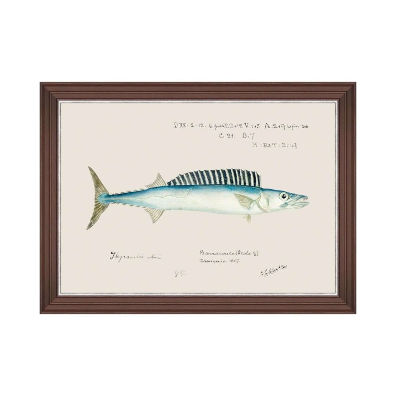 MINDTHEGAP | MEDITERRANEAN FISH Framed Art by F Clark