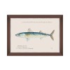 MINDTHEGAP | MEDITERRANEAN FISH Framed Art by F Clark