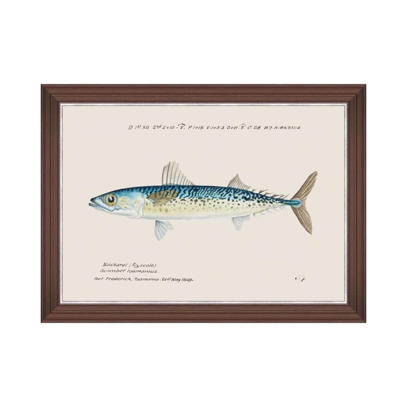 MINDTHEGAP | MEDITERRANEAN FISH Framed Art by F Clark