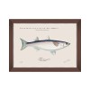 MINDTHEGAP | MEDITERRANEAN FISH Framed Art by F Clark