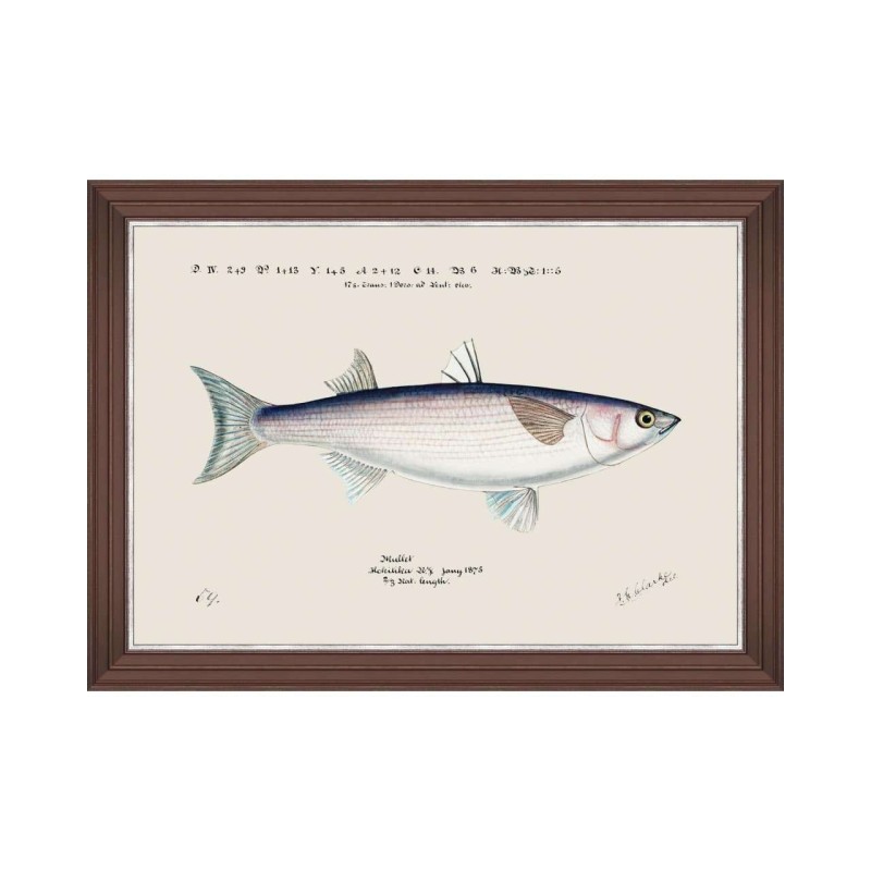 MINDTHEGAP | MEDITERRANEAN FISH Framed Art by F Clark