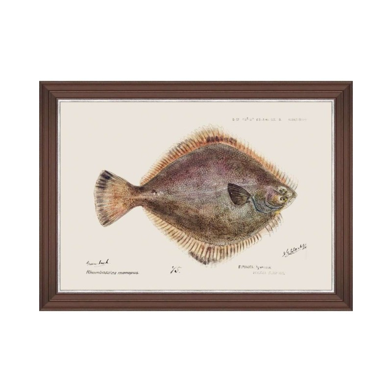 MINDTHEGAP | MEDITERRANEAN FISH Framed Art by F Clark