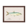 MINDTHEGAP | MEDITERRANEAN FISH Framed Art by F Clark