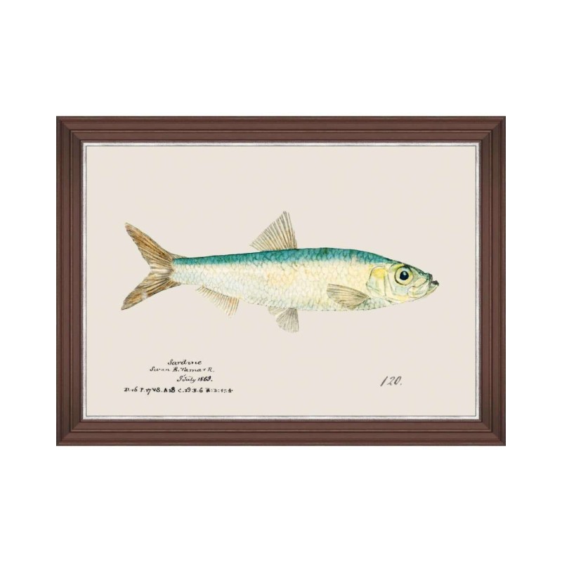 MINDTHEGAP | MEDITERRANEAN FISH Framed Art by F Clark