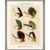 MINDTHEGAP | FISHING FLIES Framed Art by Mary Orvis Marbury