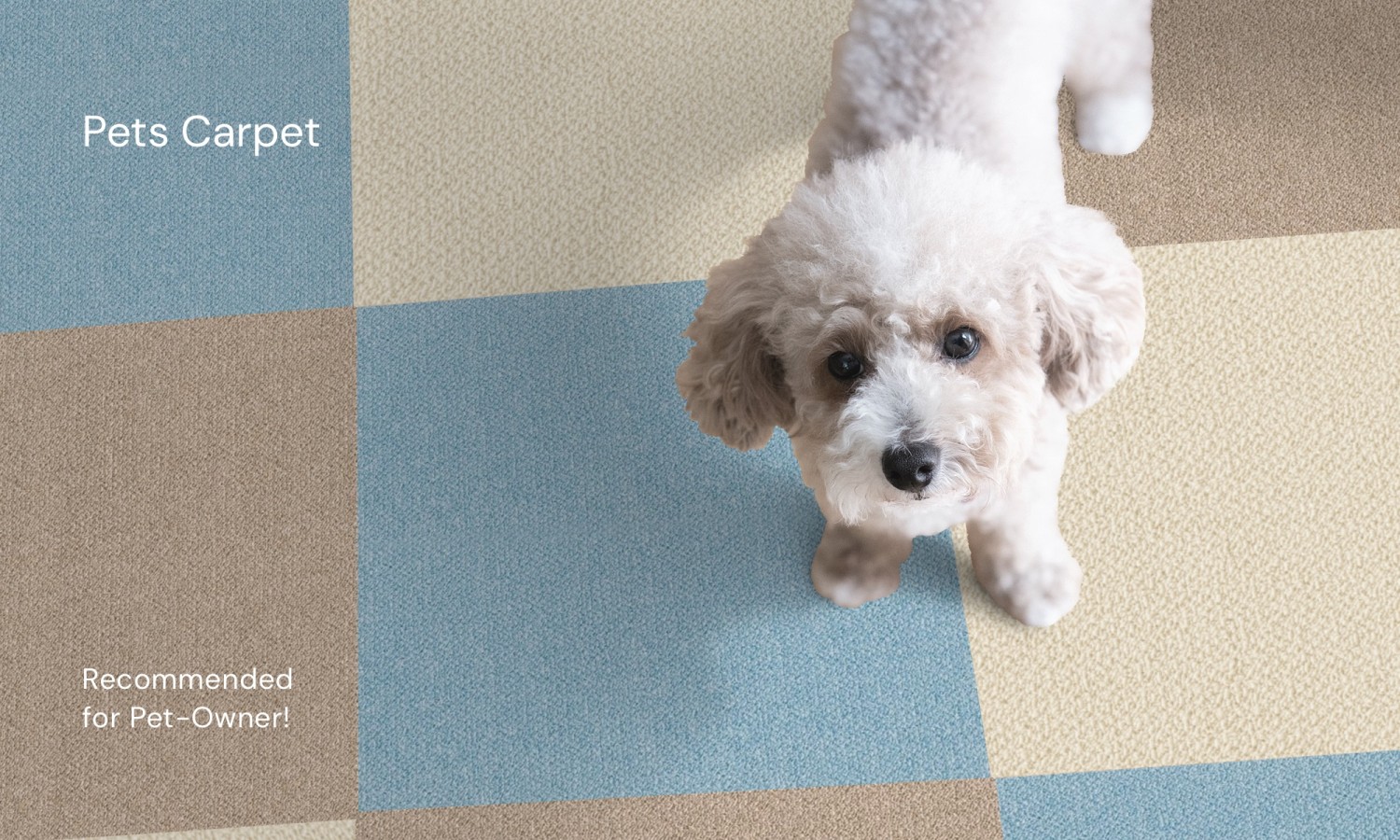 Pet-Friendly Carpet Store in Singapore