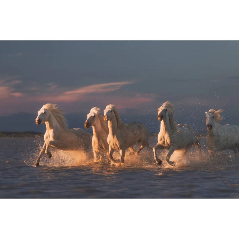 MARBURG | Angels The Camargue