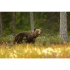 MARBURG | Beautiful Walking Bear