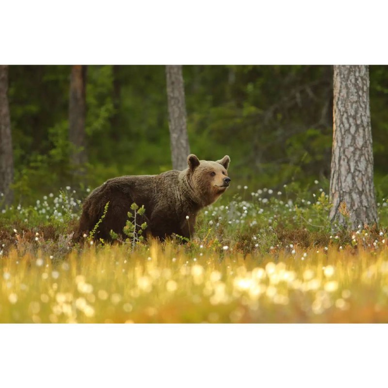 MARBURG | Beautiful Walking Bear