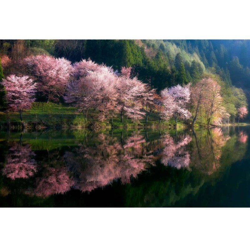 MARBURG | Blossom Trees Mirroring