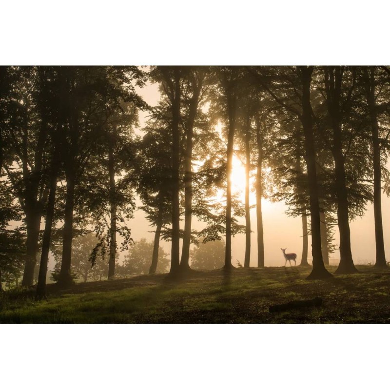 MARBURG | Bright Light Forest