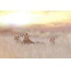 MARBURG | Cheetah Family Time