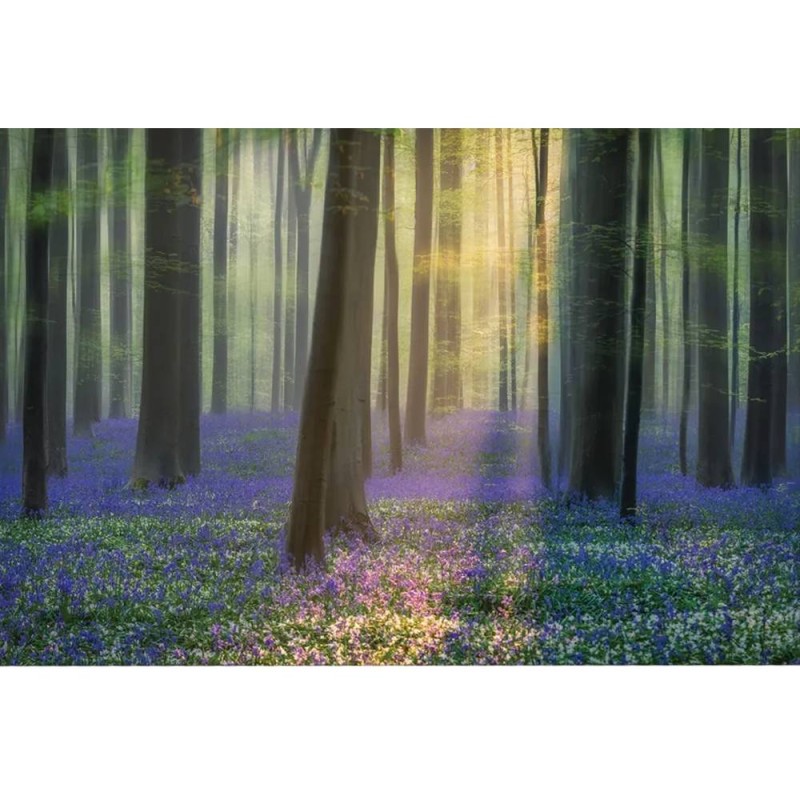 MARBURG | Daydreaming of Bluebells