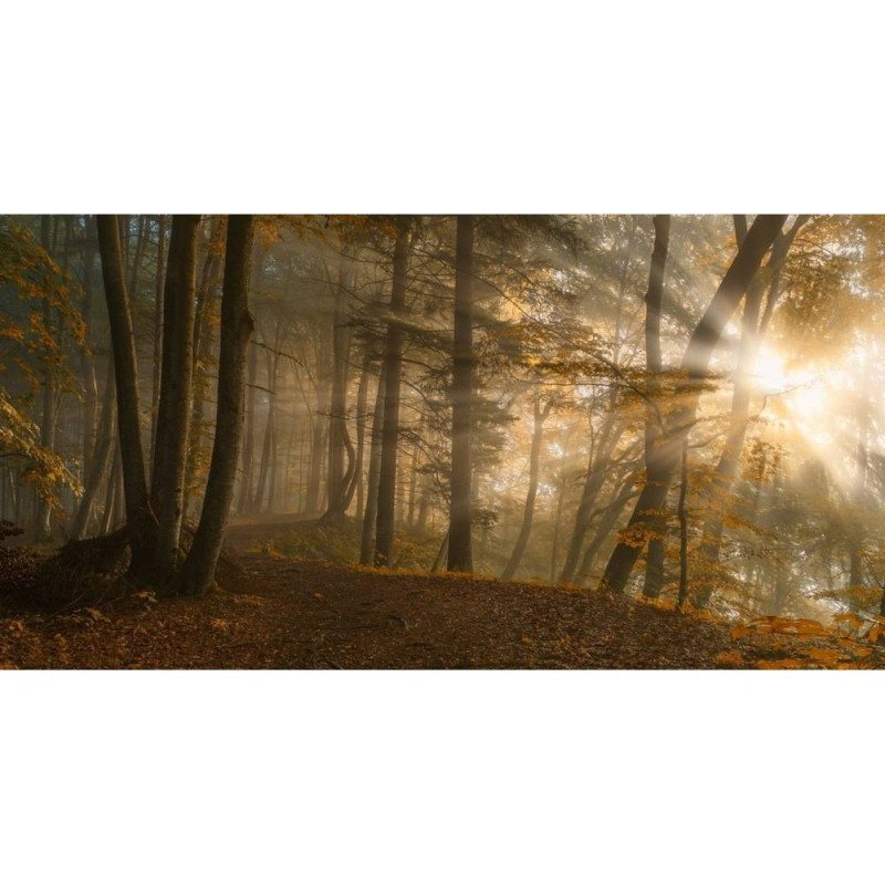 MARBURG | Early Sun Forest	