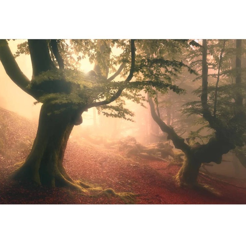 MARBURG | Fangorn Forest