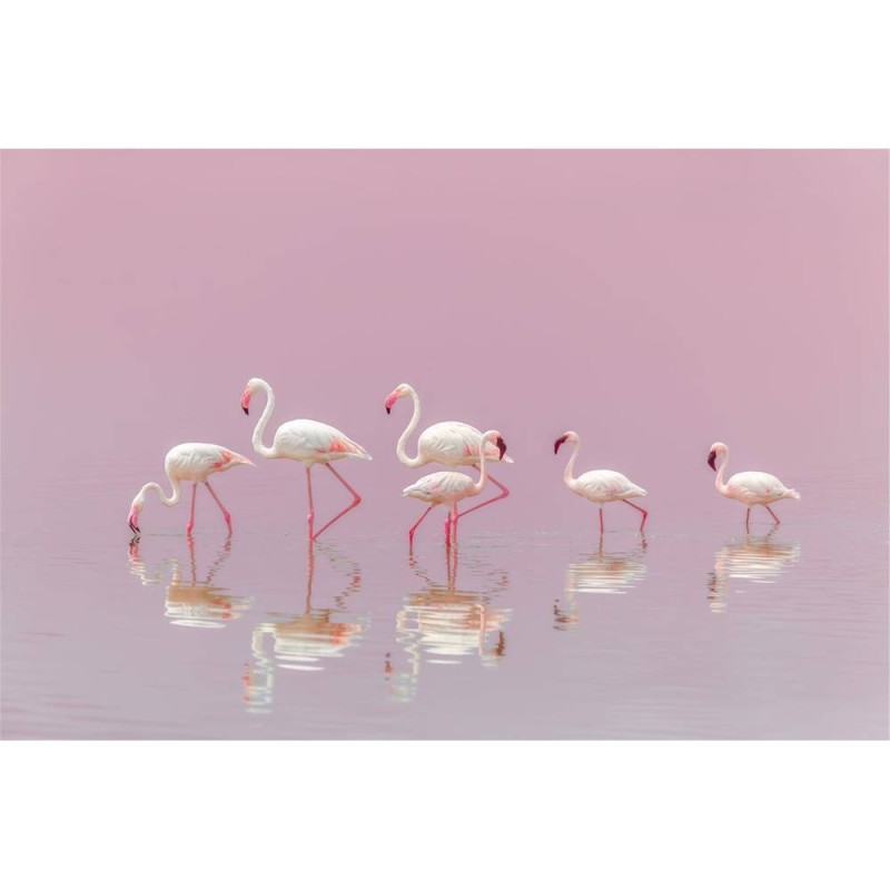 MARBURG | Flamingos Feeding