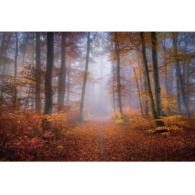 MARBURG | Fog Autumn Morning