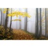 MARBURG | Foggy Autumn Pine 