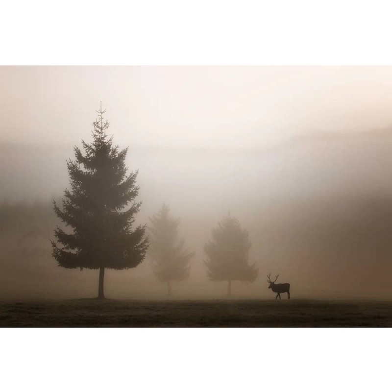 MARBURG | Foggy Deer Home