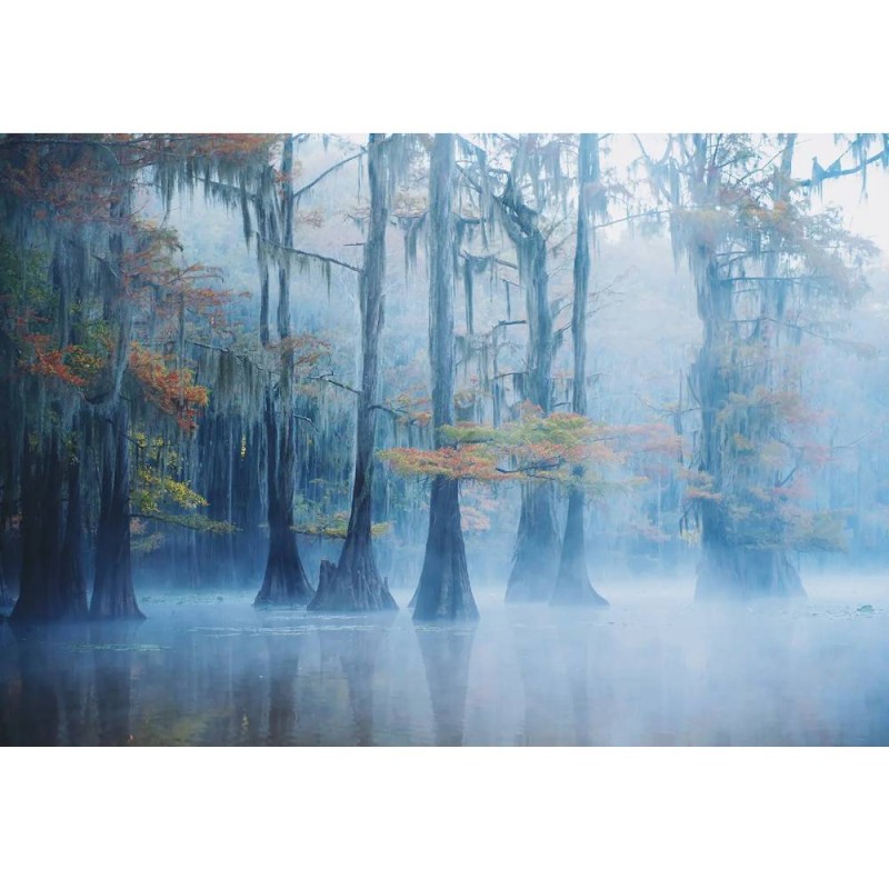 MARBURG | Foggy Swamp Morning