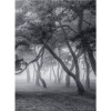 MARBURG | Foggy Trees Dancing