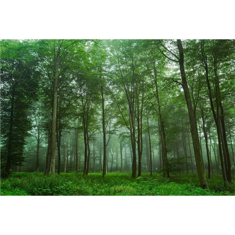 MARBURG | Forest View Trees