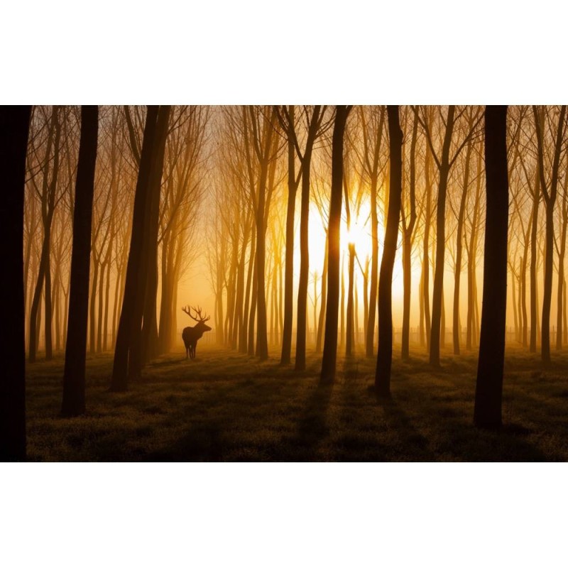 MARBURG | Golden Forest Deer	