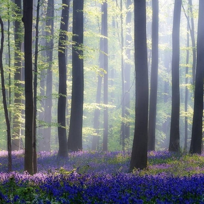 MARBURG | Forest of Lavender	