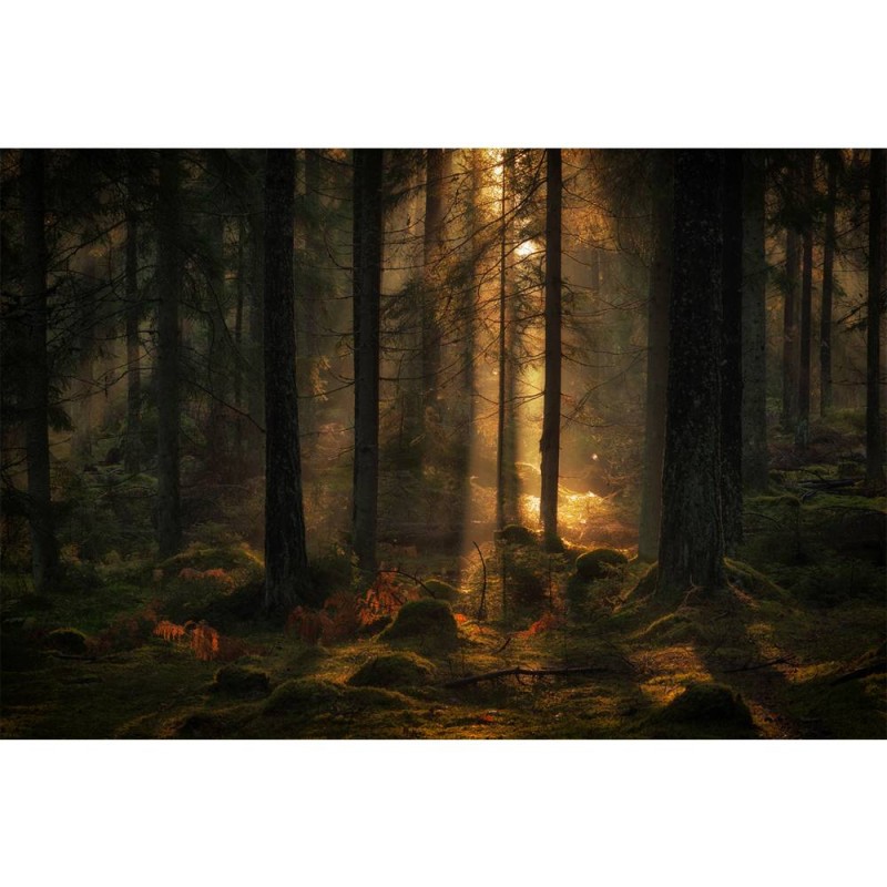 MARBURG | Light in Forest