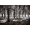 MARBURG | Monochrome Forest