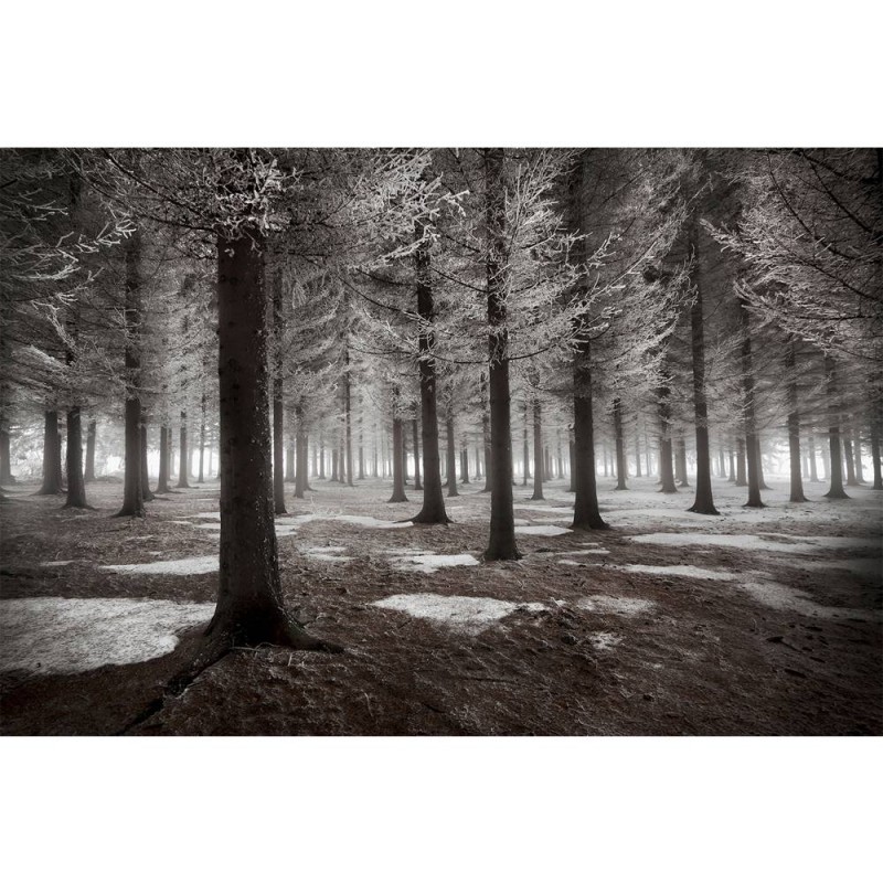 MARBURG | Monochrome Forest