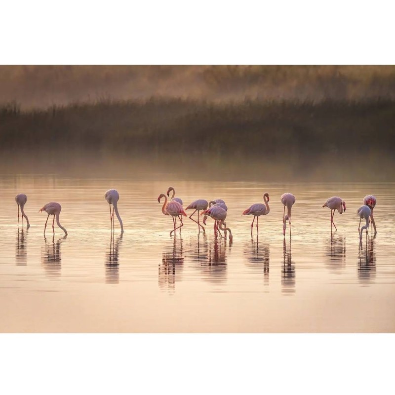 MARBURG | Photogenic Flamingos