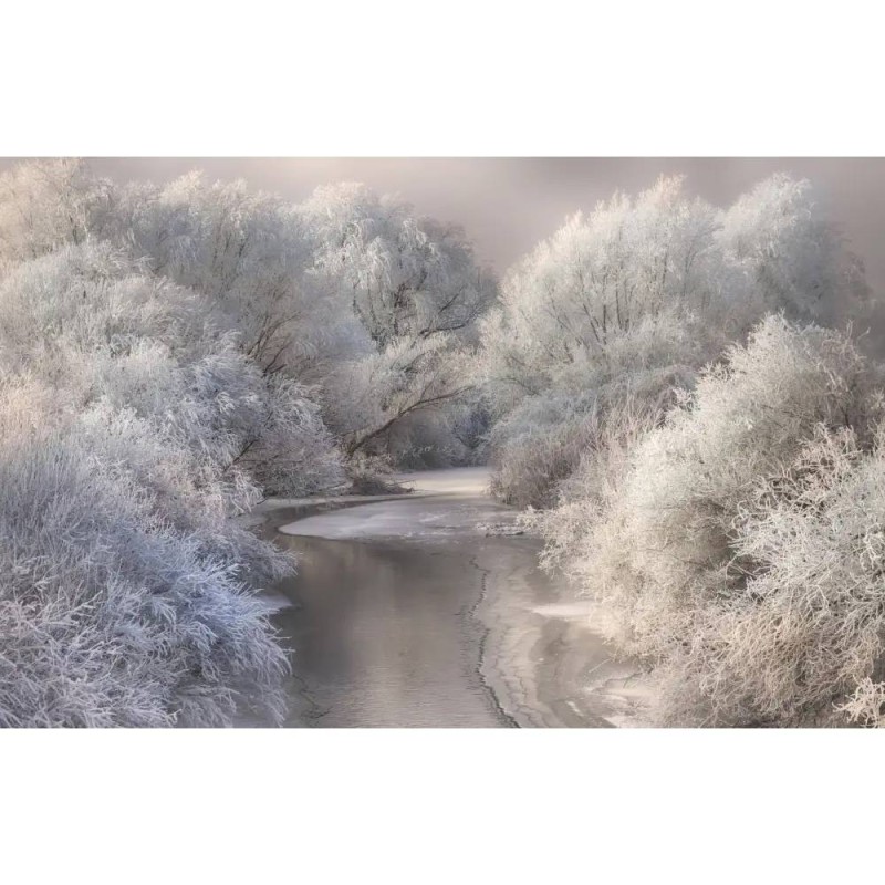 MARBURG | Snow Frosted Trees