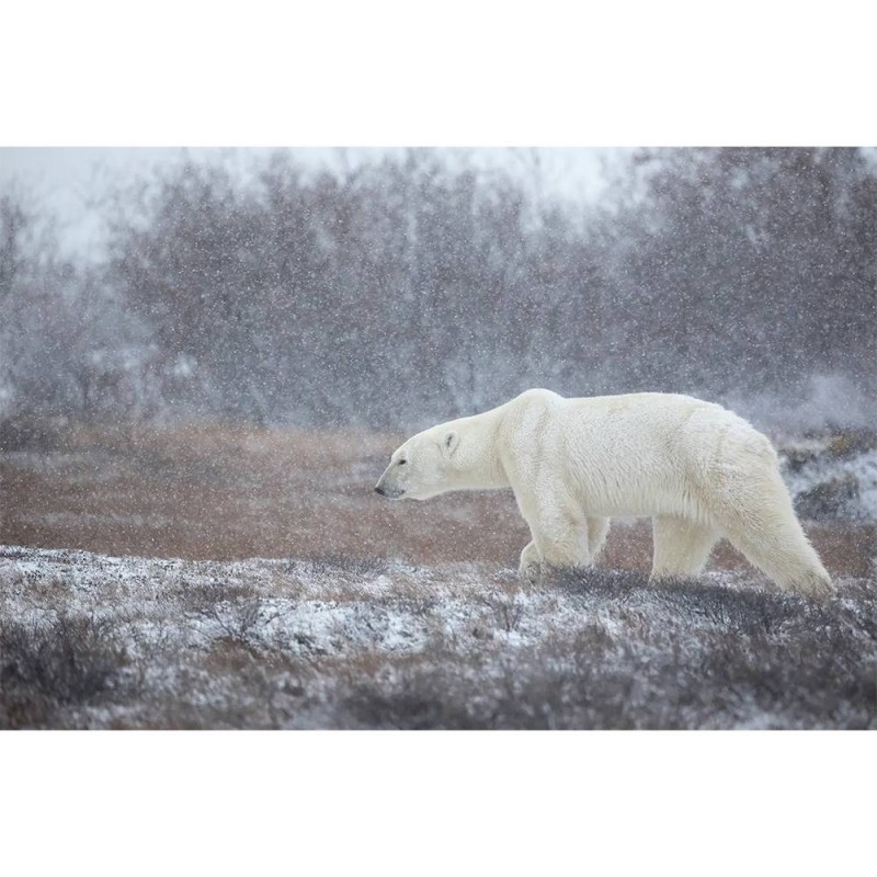 MARBURG | Snow and Bear