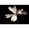 MARBURG | White Magnolia