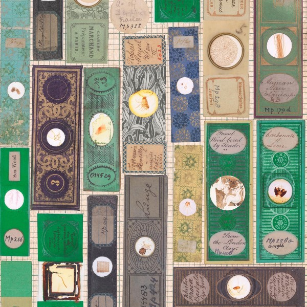 NLXL / MRV-10 Microscopic Slides