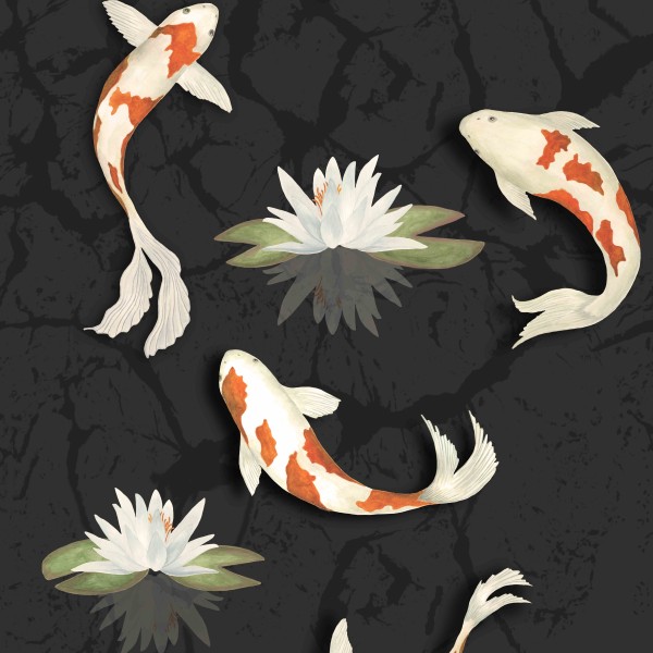 Shizukana, Japanese Koi Fish