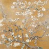 Almond Blossom