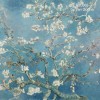 Almond Blossom