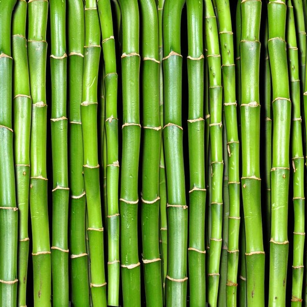 Bamboo