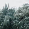 Cacti