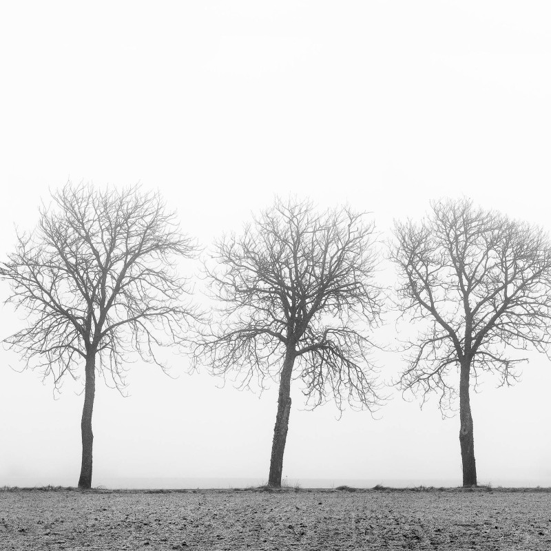 Tree Soldiers