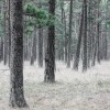 Pine Forest