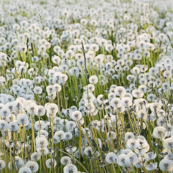 Dandelions