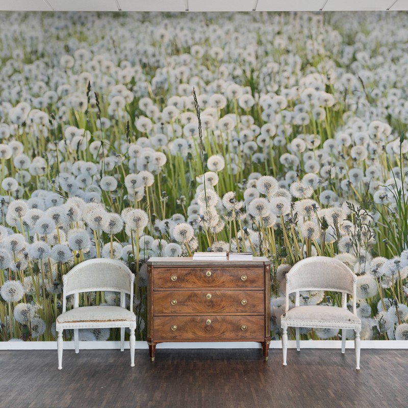 Dandelions