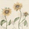 Sandberg / Sunflowers, Yellow