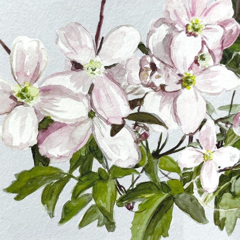 Classic Clematis Pink | Sian Zeng